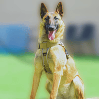 Harnais chien anti traction personnalisé Malinoi
