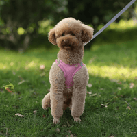 Harnais petit chien coloré