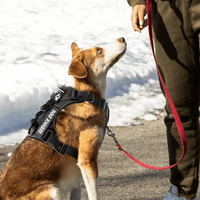 Harnais reflechissant chien montagne