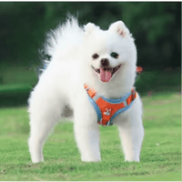harnais petit chien Yorkshire orange