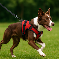 Chien actif portant un harnais anti-traction rouge pendant une promenade, illustrant la marche en laisse sereine et le contrôle sans traction