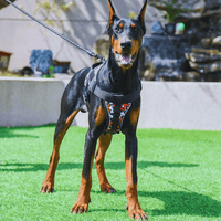 Comment choisir un harnais adapté à la race et au gabarit de son chien ?
