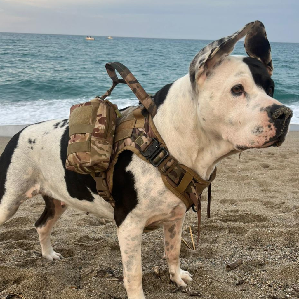 Comment Promener un Chien Puissant Sans Stress ni Douleur
