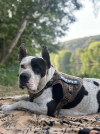american bully xl harnais wouftoy