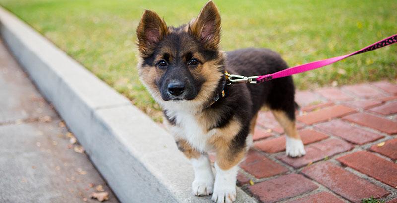 Chiot : comment bien s’en occuper dès son arrivée à la maison 🐶