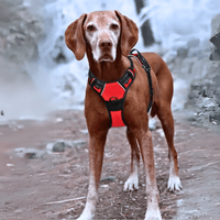 Harnais anti traction chien qui tire montagne