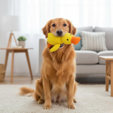 zenduck canard anti-stress wouftoy  et golden retriever