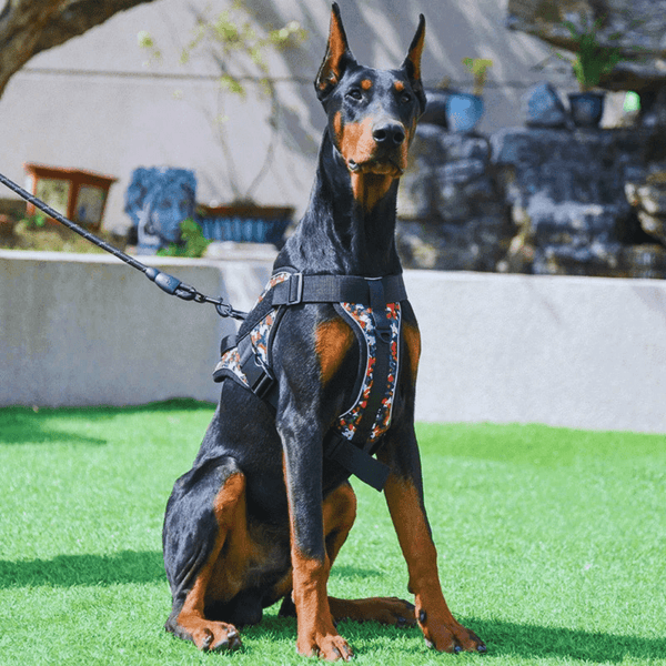 Harnais chien anti traction personnalisé