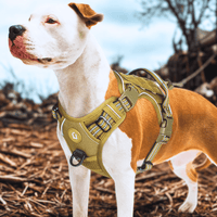 Harnais tactique chien