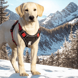 Harnais reflechissant pour chien montagne