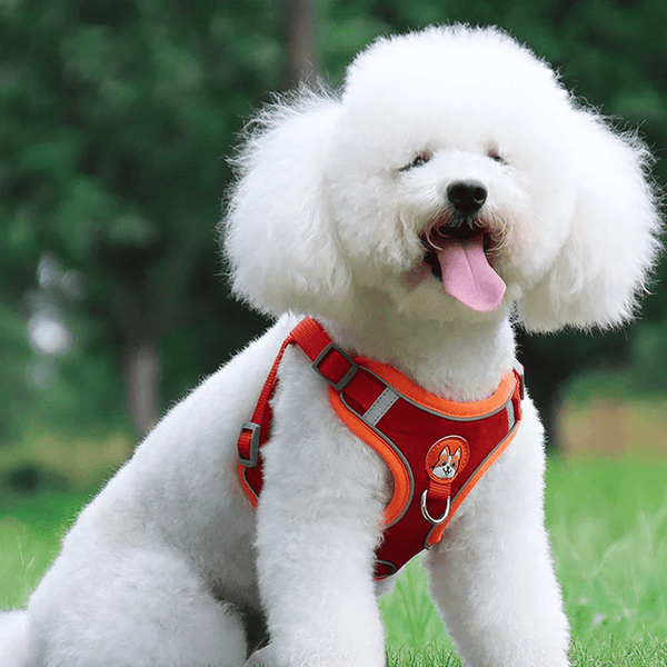 harnais petit chien Yorkshire