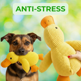 zenduck canard anti-stress wouftoy chien