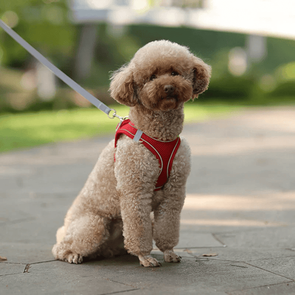 Harnais petit chien