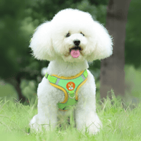harnais petit chien bichon