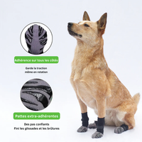 Chaussettes malinois 