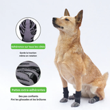 Chaussettes malinois 
