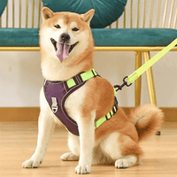Harnais reflechissant pour chien