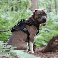 Meilleur harnais pour gros chien