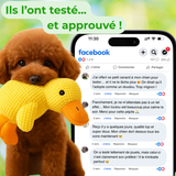 zenduck canard anti-stress wouftoy chien testé et approuvé