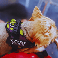 harnais personnalisé petit chien