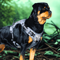 Harnais tactique chien Rottweiler