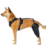 Harnais vieux chien renfort jambe