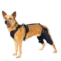 Malinois attelle genoux 