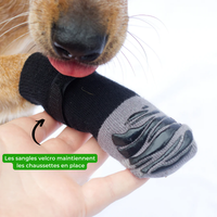 Chaussettes velcro chien