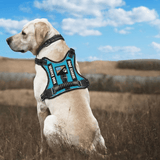 Harnais reflechissant chien labrador