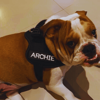 harnais personnalisé bulldog anglais