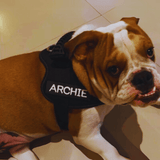 harnais personnalisé bulldog anglais