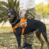 Harnais Staff Orange