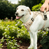 Harnais tactique chien Labrador