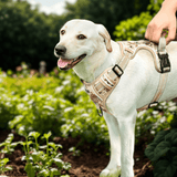 Harnais tactique chien Labrador