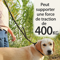 Laisse anti traction résiste à 400 kg avec labrador
