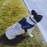 Harnais personnalisé bulldog francais bleu