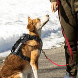Harnais reflechissant chien montagne