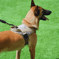 Harnais gros chien anti traction personnalisé 