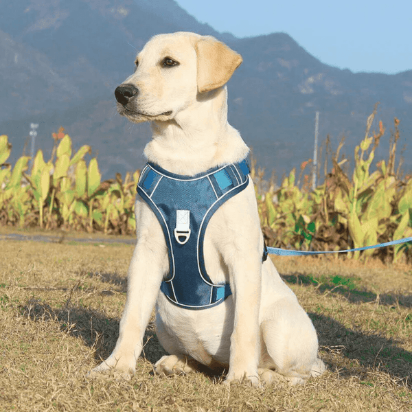 Harnais reflechissant pour chiot bleu