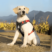 Harnais reflechissant pour chien labrador