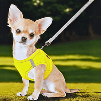 Harnais petit chien chihuahua
