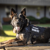 Meilleur harnais pour chien policier