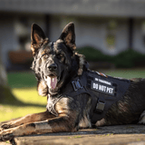 Meilleur harnais pour chien policier