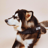 harnais personnalisé Husky