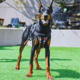 Harnais chien anti traction personnalisé doberman