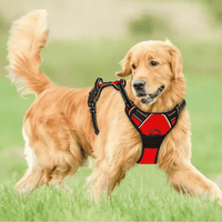 Harnais anti traction chien qui tire