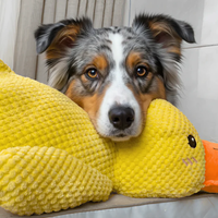 zenduck canard anti-stress wouftoy berger australien