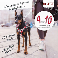 harnais personnalisé anti traction recommandé par les vétérinaires