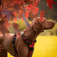 Harnais anti traction grand chien