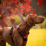 Harnais anti traction grand chien